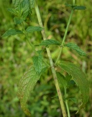 Mentha spicata