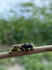 Ectemnius