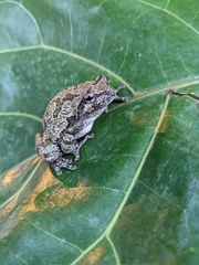 Hyla versicolor