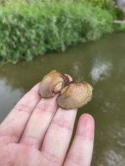 Potamilus fragilis