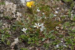 Eremogone capillaris