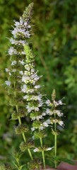 Mentha spicata