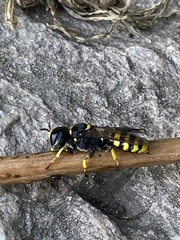 Ectemnius