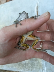 Hyla versicolor