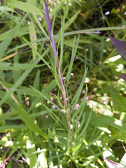 Liatris ligulistylis