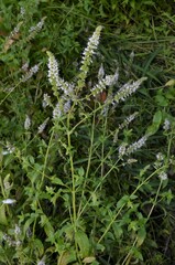 Mentha spicata