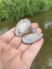 Potamilus fragilis