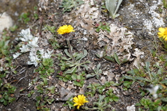 Erigeron aureus