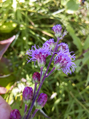 Liatris ligulistylis