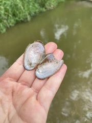 Potamilus fragilis