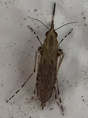 Aedes sollicitans
