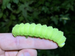 Actias luna