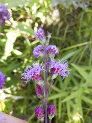 Liatris ligulistylis