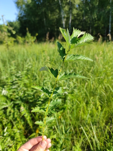 Filipendula stepposa