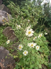 Lactuca indica