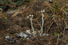 Antennaria media