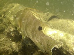 Lachnolaimus maximus