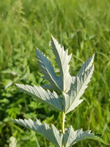 Filipendula stepposa