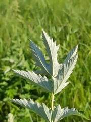Filipendula stepposa