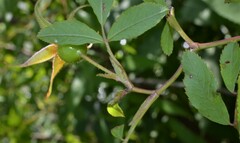 Rosa palustris