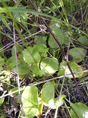 Parnassia glauca