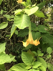 Brugmansia aurea