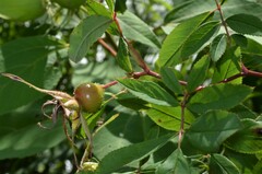 Rosa palustris