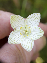 Parnassia glauca