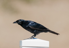 Ptiloxena atroviolacea