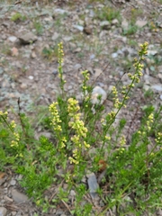 Artemisia michauxiana