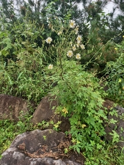 Lactuca indica