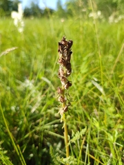 Pedicularis dasystachys
