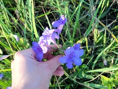 Ruellia nudiflora