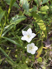 Parnassia glauca