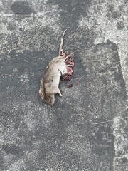Rattus norvegicus