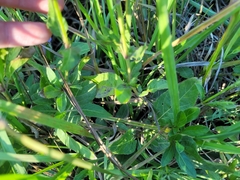 Ruellia nudiflora