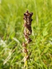 Pedicularis dasystachys