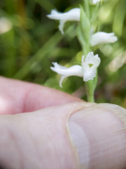 Spiranthes incurva