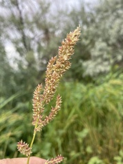 Echinochloa