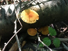 Pholiota granulosa
