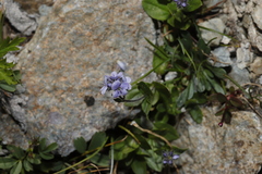 Veronica wormskjoldii