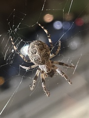 Larinioides sclopetarius