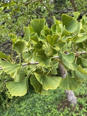 Ginkgo