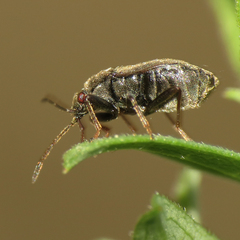 Stygnocoris rusticus