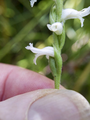 Spiranthes incurva