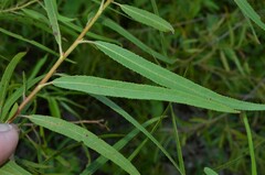Salix interior