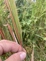 Echinochloa