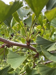 Ginkgo