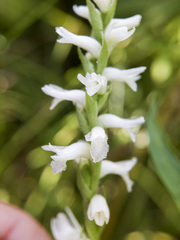 Spiranthes incurva