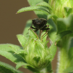 Stygnocoris rusticus